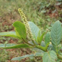 Phytolacca octandra L.